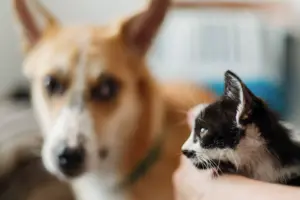 Perro observando a gato