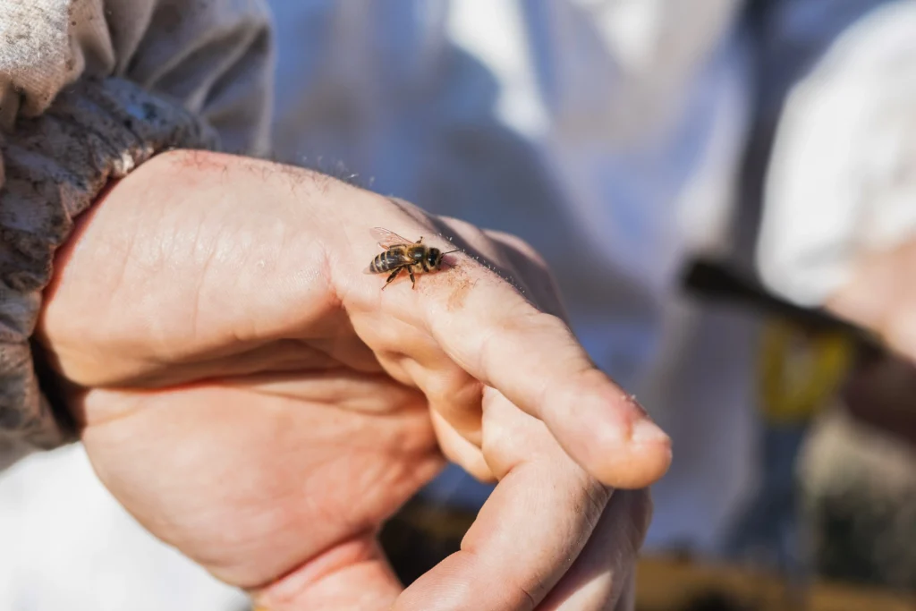 alergia a picaduras de insectos